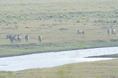 Arazide keçi sürüsü