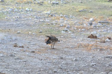 Hayvanat bahçesinde bir kuş