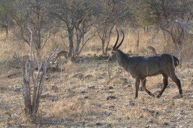 wild antelope in africa, african animals