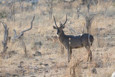 Bir erkek ve bir erkek ceylan bozkırda