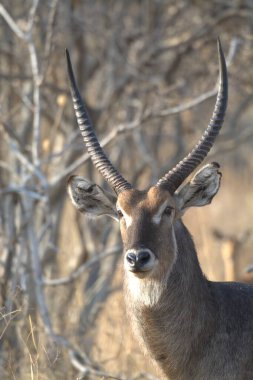 Gündüz vakti ormanda bir dişi geyiğe yakın çekim.