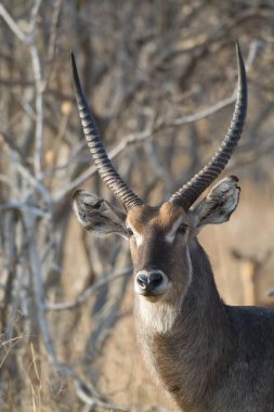Afrika 'nın güneyindeki erkek antilop.