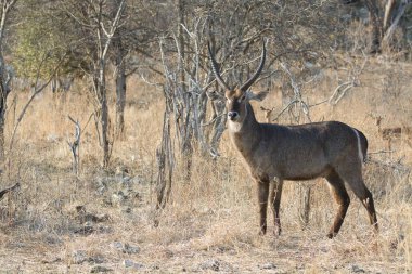 Arka planı bulanık genç bir dişi geyiğin dikey görüntüsü.