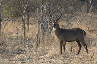Tarlada genç bir geyiğin yakın çekimi.