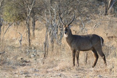 Ormandaki Afrikalı vahşi hayvanlar
