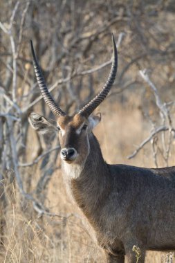 Gündüz vakti sevimli bir erkek geyiğin yakın çekimi.