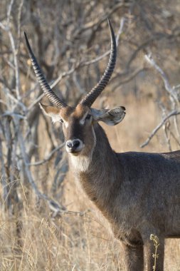 Savanadaki siyah sırtlı antilobun yakın çekim görüntüsü.