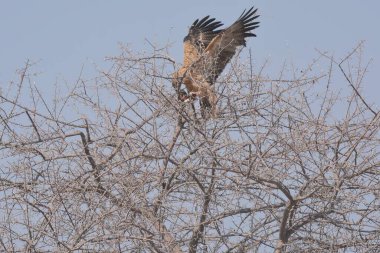 Güzel bir kuşun yakın çekimi.
