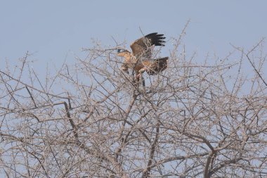 Ağaç üzerinde kartal