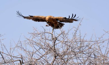 Ormandaki kartal kuşu