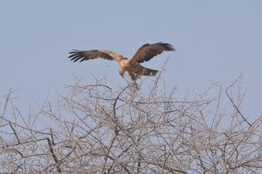Ağaçtaki bir kuş.