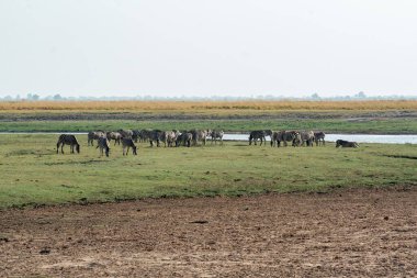 İnekler sabah çayırda otluyor.