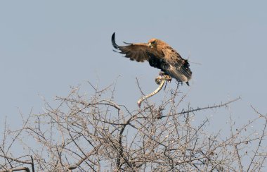 Afrika kartalı, haliaeetus vocifer