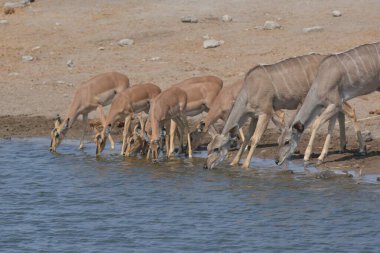 Sudaki bir hayvan sürüsü.