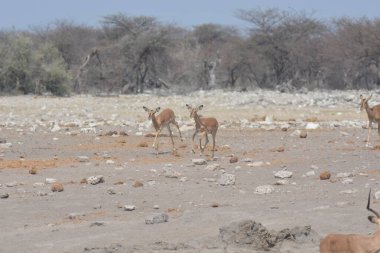 Afrika bozkırlarında bir zebra sürüsü.