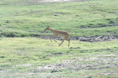 Ormanda genç bir geyik