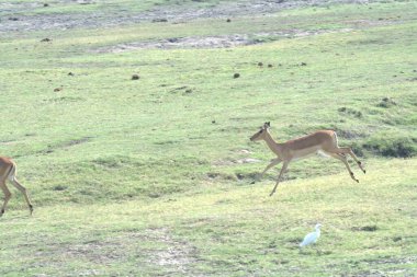 Vahşi doğada beyaz geyik