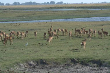 Kenya savanasında zürafa