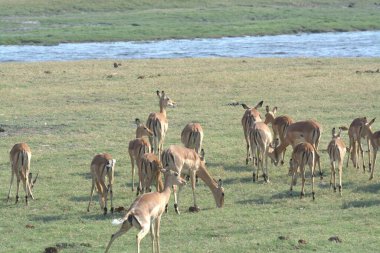 Kenya savanındaki antilop sürüsü.