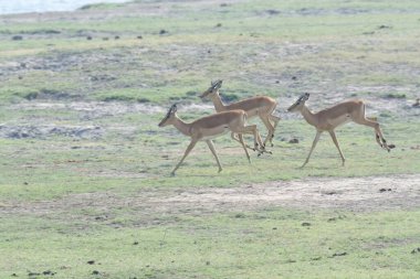 Savanadaki vahşi Impala