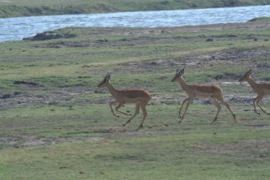 deer in the savannah
