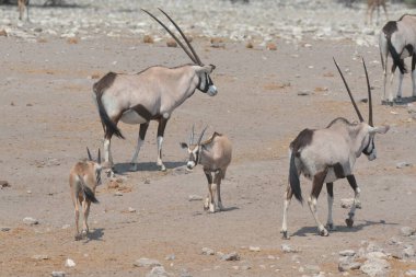 Savanadaki zebra sürüsü.