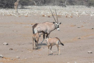 Namibya bozkırında vahşi bir antilop