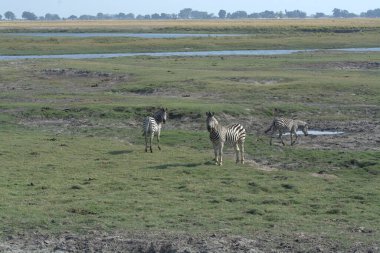 Afrika 'daki savanada zürafa