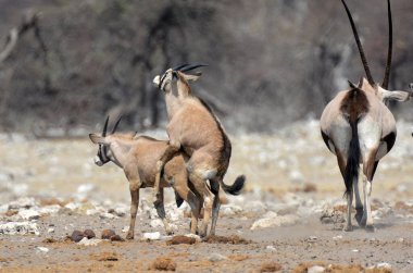 Afrika savana vahşi hayvanlar