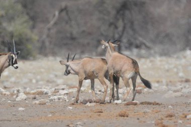 Vahşi hayvanlar, seçici odaklanma