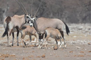 Vahşi hayvanlar, seçici odaklanma