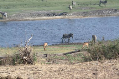 Kenya bozkırında vahşi hayvanlar