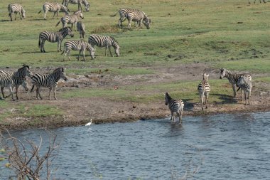 Vahşi hayvanlar, doğa geçmişi