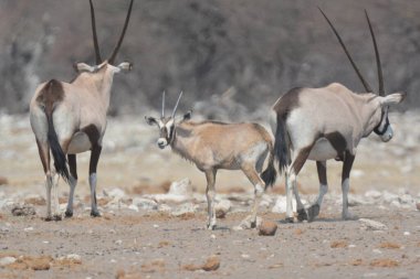 Etoşa Ulusal Parkı 'ndaki Afrika antilobu.