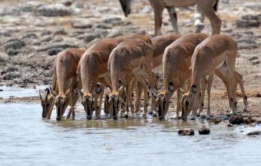 Afrika, Namibya bozkırında bir zebra sürüsü..