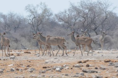Namibya 'daki Etoşa Ulusal Parkı' nda bir grup zebra.
