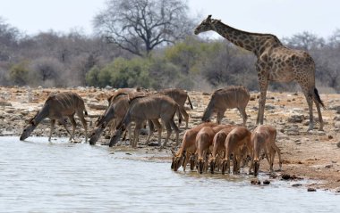 Afrika zürafası su birikintisinde, etosha