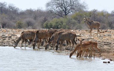 Afrika savana zebras sürüsü