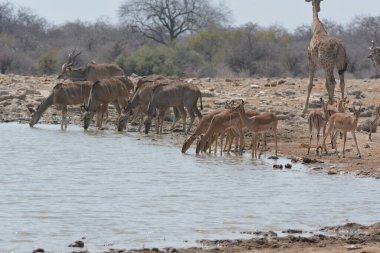 Afrika ormanlarının sularındaki Afrika fili gibi. namibya.