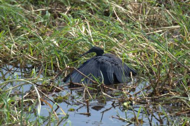 Gölde kara balıkçıl