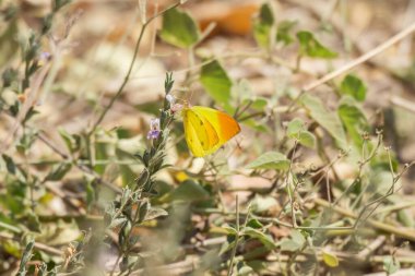 Sahadaki sarı bir kelebeğin yakın çekimi.