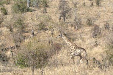 Savanadaki zürafa, Güney Afrika