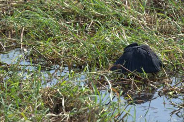 Vahşi doğada kara balıkçıl