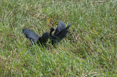 Siyah kanatlı (anser anüs). )