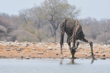 Sudaki bir zürafanın yakından görüntüsü.