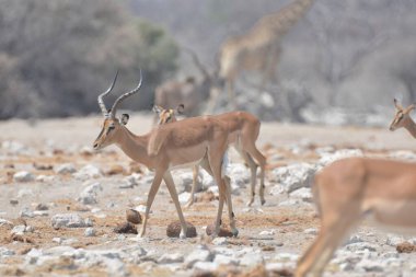 Çölde bir grup genç geyik.