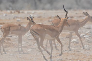 Doğal ortamdaki güzel ceylan manzarası