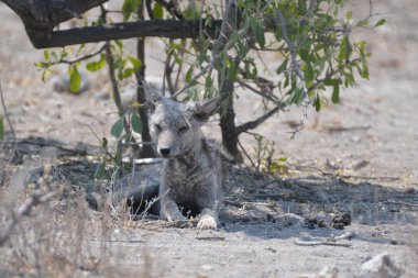 Güney Afrika 'daki savanada vahşi sırtlanlar (crocuses)