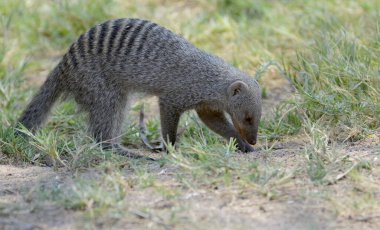 Afrika kazı (anal pictodes) Güney Afrika 'daki en büyük Afrika hayvanıdır.