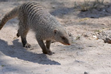 Sevimli mermer bir bebek - kuyruklu bir dağ sıçanı kumda